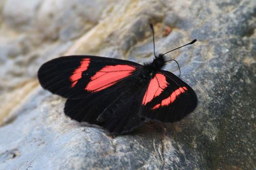 Réf. 274 386 : Altinote dicaeus